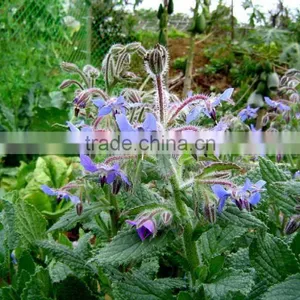 100% Pure Borage Seed Oil GLA20% Pretty Price thumbnail-2