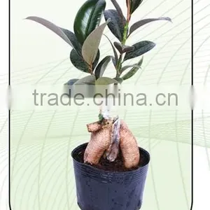 Ficus Burgandy Grafted thumbnail-1