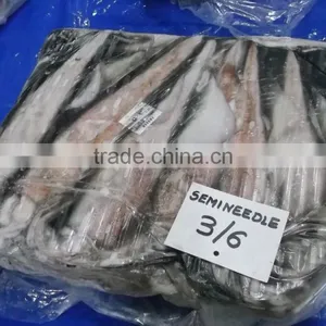 Doryteuthis Sibogae thumbnail-3