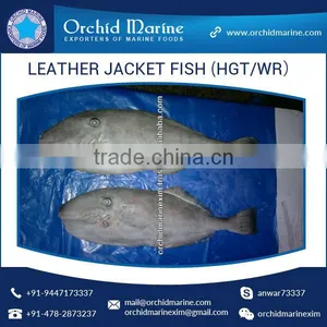 Top Quality Frozen Fresh Leather Jacket Fish (HGT/WR) thumbnail-4