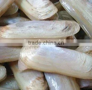 Frozen Whole Canned Razor Clam thumbnail-1