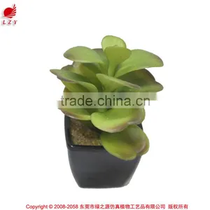 Customized Design Sweet Desert Rose for Table Decoration thumbnail-1