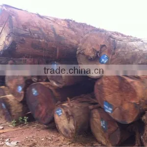 HOMALIUM CARYPHYLLACEUM BENTH LOGS FROM LAOS thumbnail-1