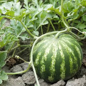 Red Flesh f1 Hybrid Watermelon Seeds thumbnail-3