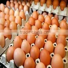 Good Quality 20 Holes Recycled Paper Molded Pulp Eggs Tray thumbnail-3