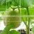 White Soft 5x350ft Nylon Plant Trellis Netting 6 Inch Mesh Polyester Garden Trellis Net for Vegetables thumbnail-2