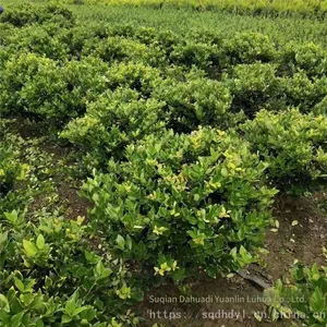the Ligustrum Japonicum 'howardii' Balls With a Crown Width of 1 Meter Are Inexpensive and Have a High Survival Rate. thumbnail-1