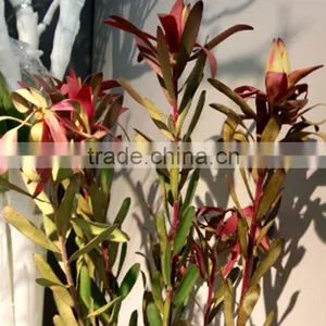 Newest Manufacture Wholesale Leucadendronflower thumbnail-2