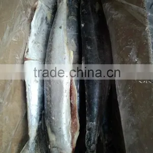 2015 Hung Frozen Spanish Mackerel Whole Gutted thumbnail-6