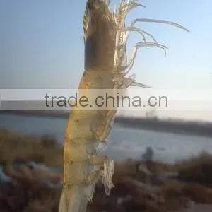 Aquaculture Fish/ Shrimp Pond Denitration Product thumbnail-3
