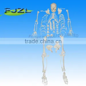 CE Advanced Disarticulated Skeleton With Skull, Human Body Skeleton Models thumbnail-1