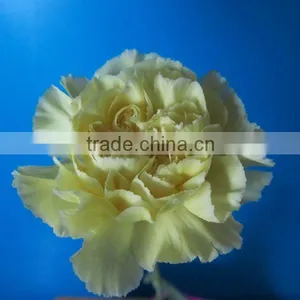 Export High Grade Fresh Flowers Liberty Yellow Carnation thumbnail-1