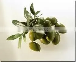 Olive Leaf Extract (Oleuropein 10%-40% HPLC) thumbnail-1