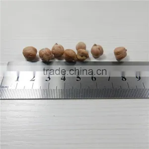 Best Quality Chickpea Market Price HPS White Chick Pea Beans thumbnail-2