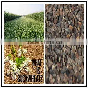 Good Quality Sweet Raw Buckwheat From China thumbnail-1