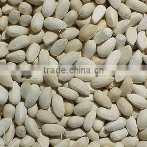 NEEM SEEDS thumbnail-5