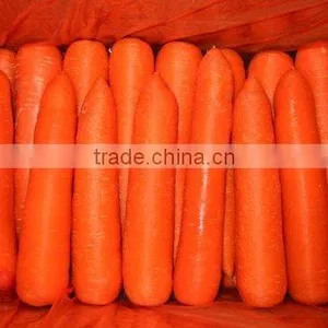 Fresh Carrot 2016 Crop thumbnail-3