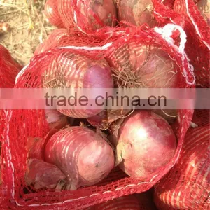 Fresh Red Onion and Yellow Onion With Wholesales Price thumbnail-5