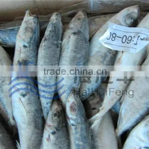 2016 New Season Frozen Horse Mackerel BQF thumbnail-1