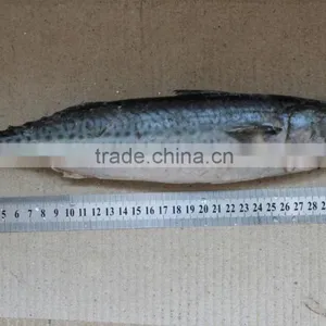 Pacific Mackerel 300-500g thumbnail-1