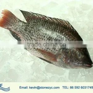 Best Selling Tilapia thumbnail-1
