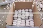 Selling Fresh Pure White Garlic(new) thumbnail-1