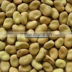 Popular Products Dry Broad Beans thumbnail-4