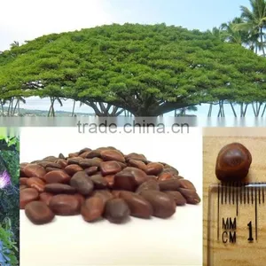 Indian Rain Tree Ornamental Seeds Samanea Saman Rajasthan Asia thumbnail-1