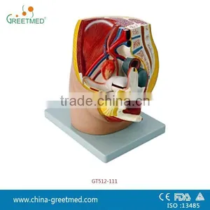 Plastic Male Female Pelvis Anatomical Model thumbnail-2