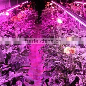 Promotional Products 20w 4ft Full Spectrum Cheap Led Grow Lights thumbnail-4