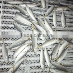 Good Price Frozen Horse Mackerel thumbnail-2