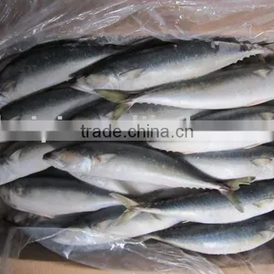 Frozen Mackerel thumbnail-1