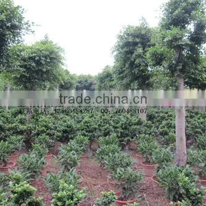 Ficus Nitida D12cm Nursery thumbnail-1