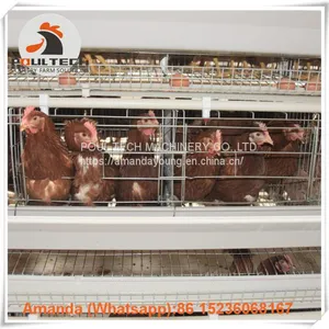 Brazil A Type Battery Laying Hen Cage & Chicken Cage With 90-200 Birds for Poultry Farm thumbnail-1