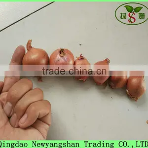 Export Fresh Onion Spcification 7-9cm In Wholesale Price thumbnail-5