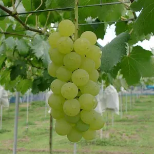 Chardonnay Grape Seedling Grape Vines thumbnail-1