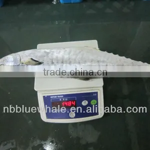 IQF Frozen Whole Round Spanish Mackerel With Size 300-500g 500g up thumbnail-1