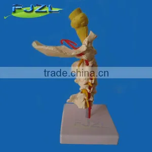 Advanced PVC Flexible Medical Human Spine Anatomical Model For Education/ Artificial thumbnail-2