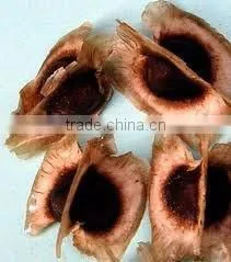 Moringa Oil thumbnail-1