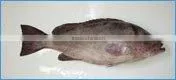 Frozen Reef Cod Whole, HO Gutted, Skin-on or Skinless Fillet thumbnail-1