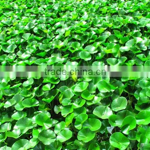 Industrial Crushing And Juice Screw Machine For Water Hyacinth Price In China thumbnail-6