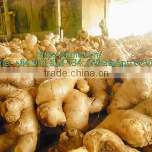 Old Fresh Ginger Price Cheap thumbnail-1