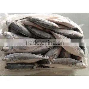 Frozen Hard Tail Horse Mackerel Fish thumbnail-1