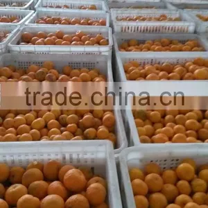 Fresh Orange thumbnail-3