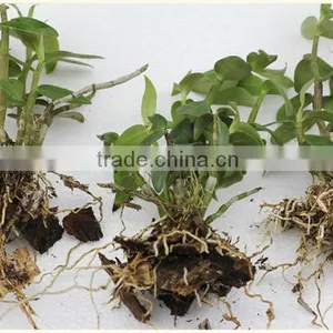 Dendrobium Seedling thumbnail-1