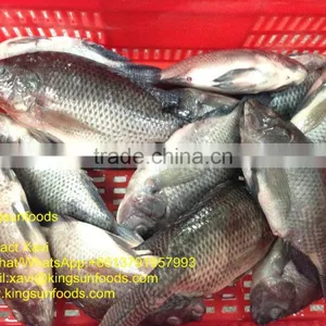 Whole Sale High Quality Frozen Whore Round Tilapia Fish thumbnail-1
