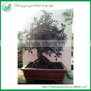 Bonsai Tree In Bonsai thumbnail-6