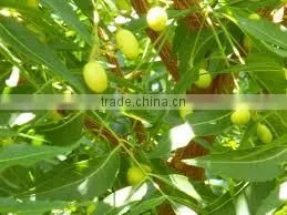 Neem Oil Organic thumbnail-1