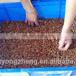 Microwave Dried Mealworms for Reptiles ;China Products Dried Mealworms thumbnail-2