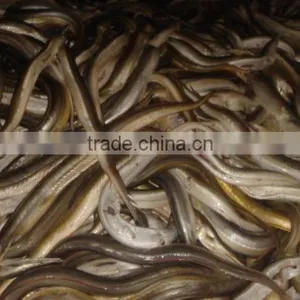 Frozen Eel Fish thumbnail-1